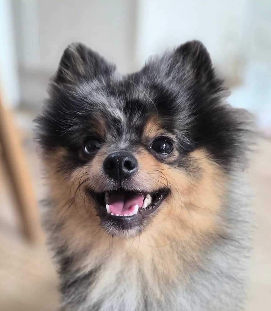 Joshy - Pomeranian available for adoption