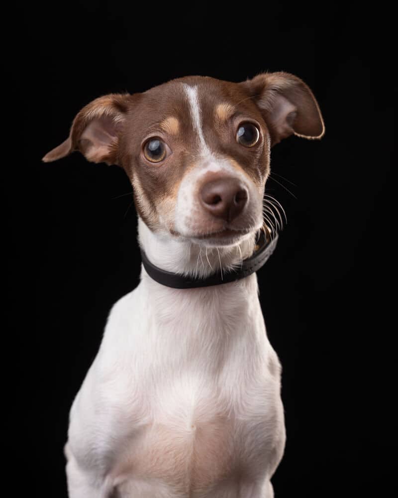 Moka - Chihuahua available for adoption at West Coast Paws Dog Rescue in Vancouver