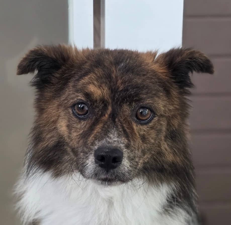 Geppetto - Spitz (Unknown Type, Small) available for adoption at Loved at Last Dog Rescue in Vancouver