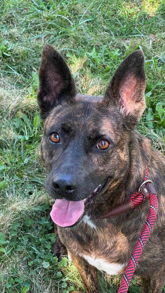 Cleo - Dutch Shepherd available for adoption at Loved at Last Dog Rescue in Vancouver