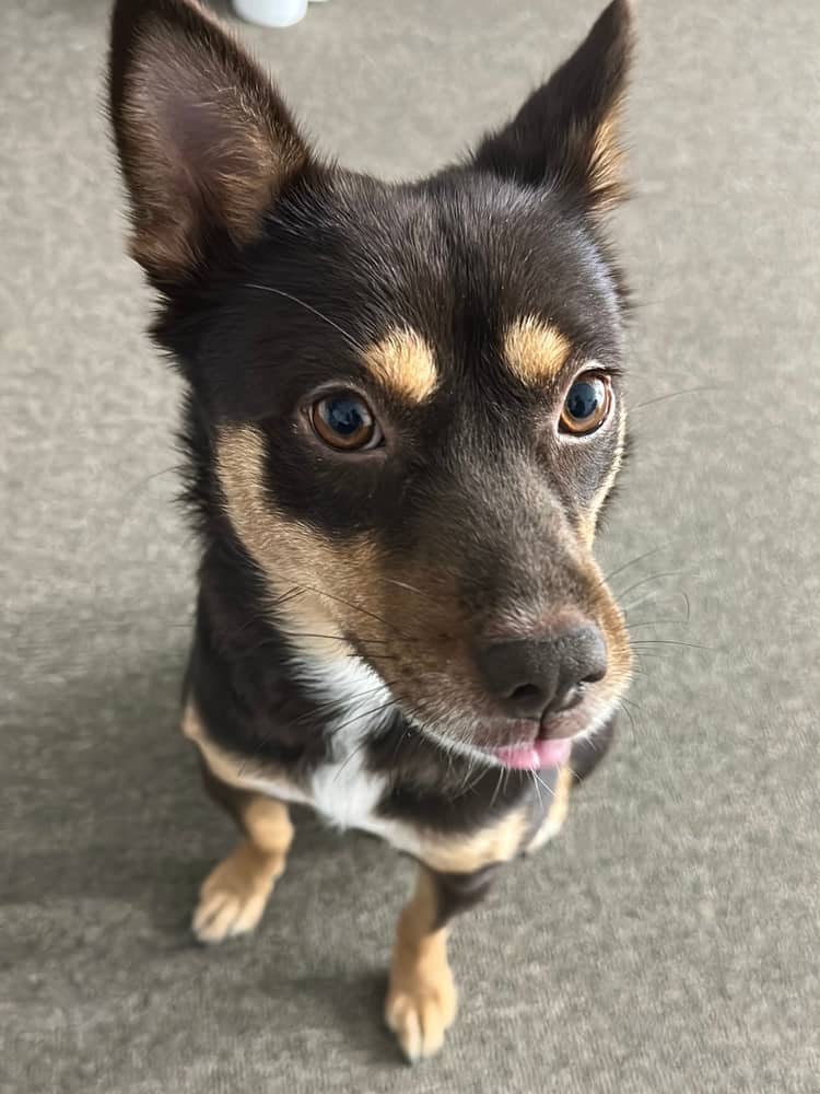 Hongcha - Jindo / Spitz (Unknown Type, Small) available for adoption at Loved at Last Dog Rescue in Vancouver