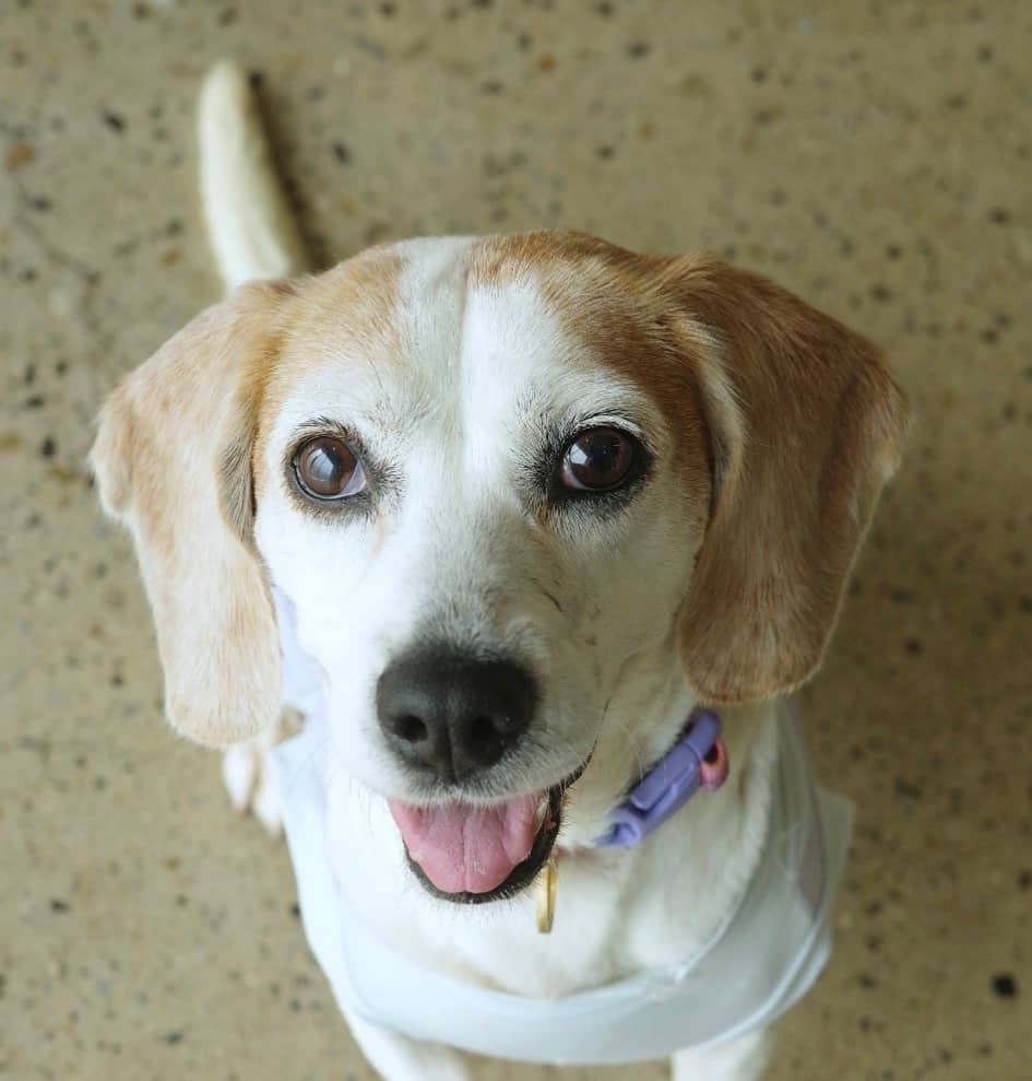 Gloria - Beagle available for adoption