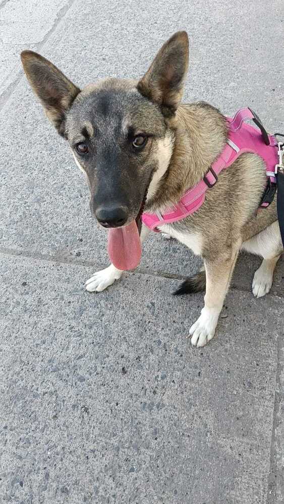 Wilson - Belgian Shepherd available for adoption at West Coast Paws Dog Rescue in Vancouver