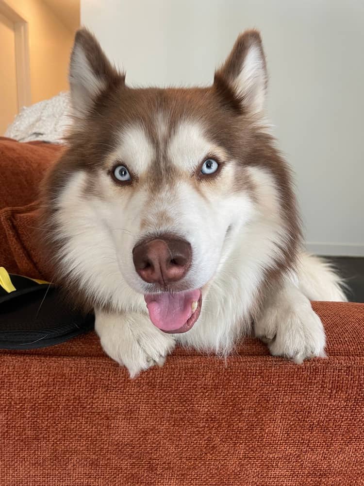 Milo Canelo - Siberian Husky available for adoption at Loved at Last Dog Rescue in Vancouver