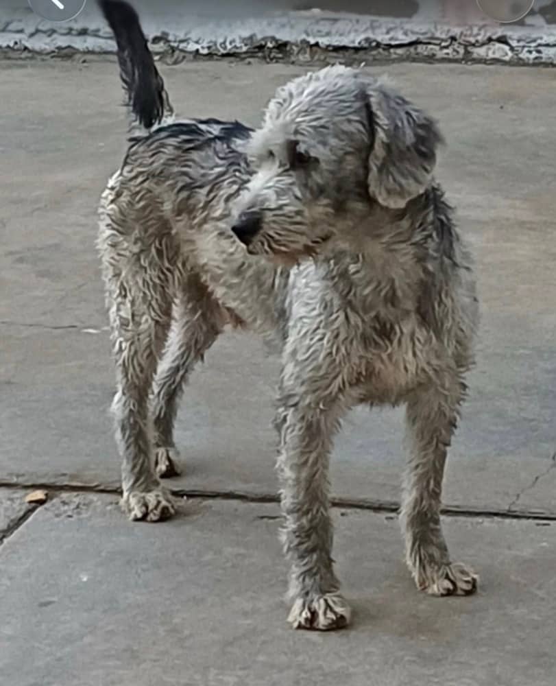 Murphy - Terriers (Medium) / Schnauzer (Standard) available for adoption