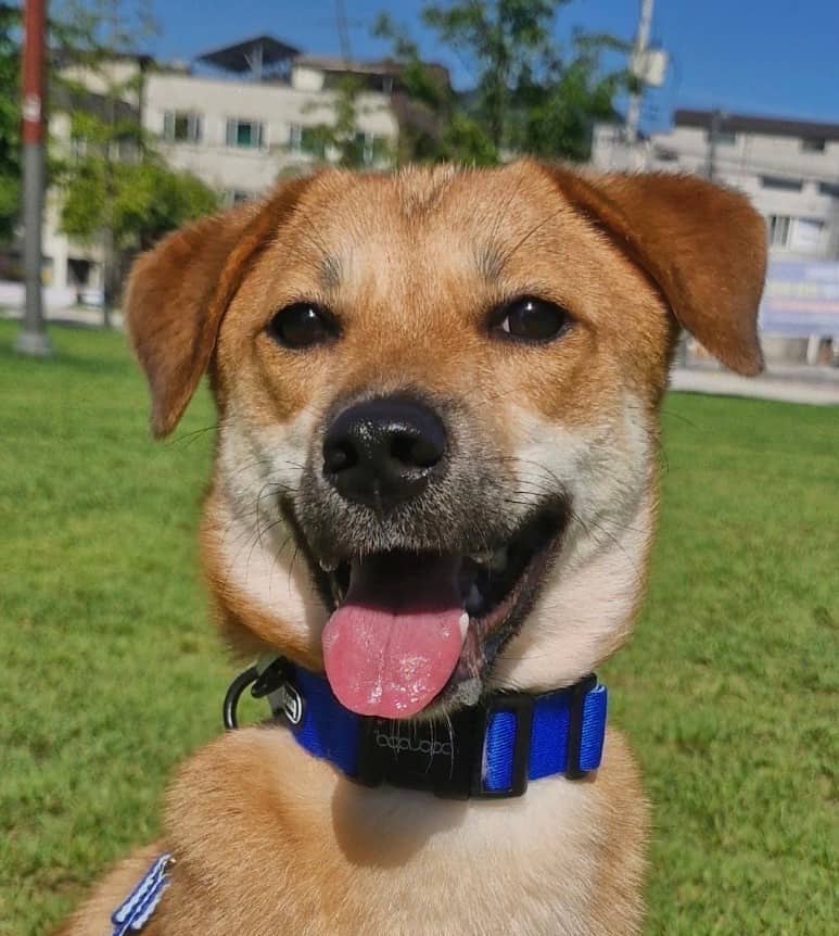 Dua - Jindo available for adoption at Loved at Last Dog Rescue in Vancouver