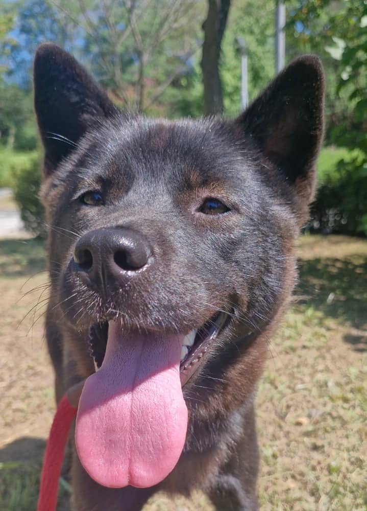 Reina - Jindo available for adoption at Loved at Last Dog Rescue in Vancouver