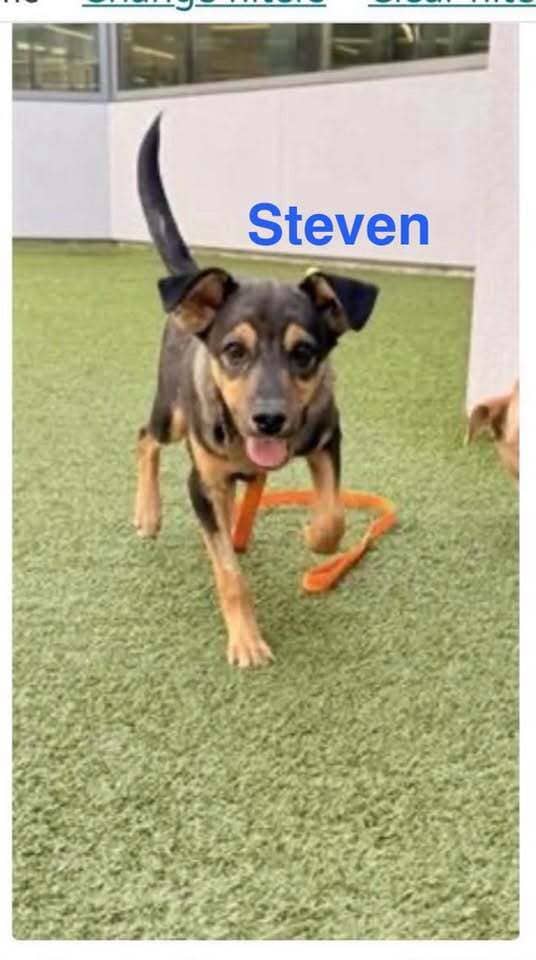 Steven - Patterdale Terrier (Fell Terrier) / Mixed Breed available for adoption at Embrace a Discarded Animal Society in Vancouver