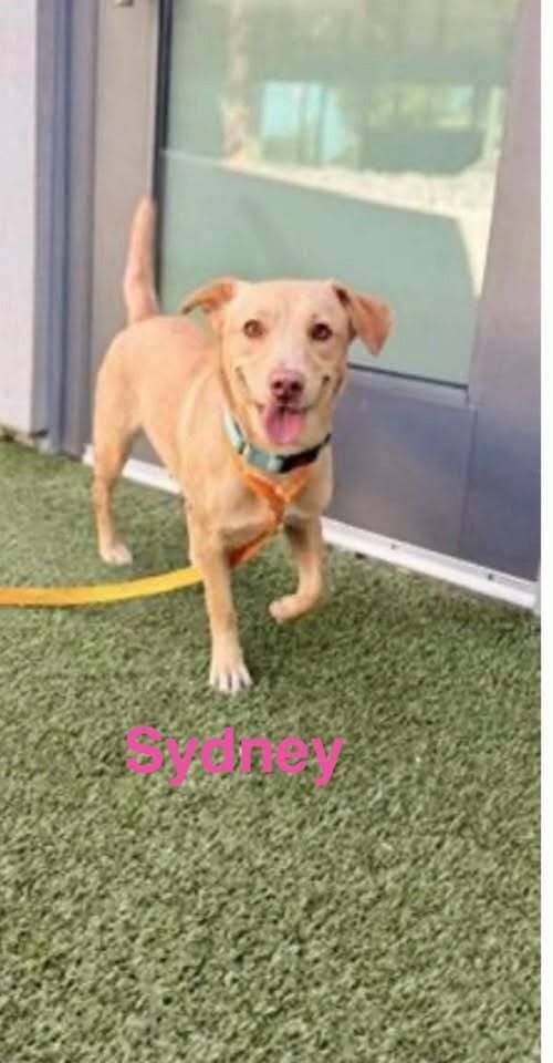 Sydney - Patterdale Terrier (Fell Terrier) / Mixed Breed available for adoption at Embrace a Discarded Animal Society in Vancouver