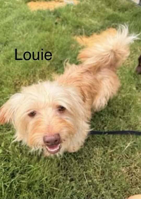 Louie - Terrier (Unknown Type, Medium) available for adoption at Embrace a Discarded Animal Society in Vancouver