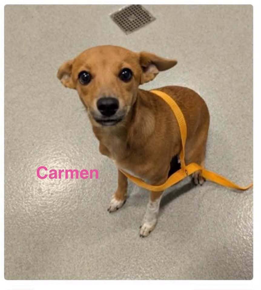 Carmen - Terrier (Unknown Type, Small) / Mixed Breed available for adoption at Embrace a Discarded Animal Society in Vancouver
