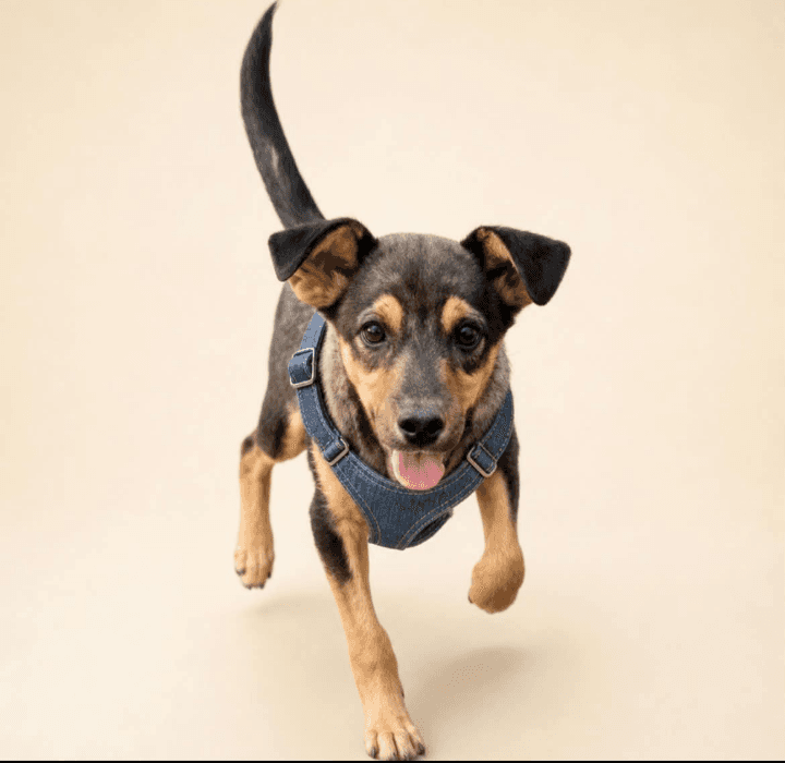 Steven - Patterdale Terrier (Fell Terrier) / Mixed Breed available for adoption