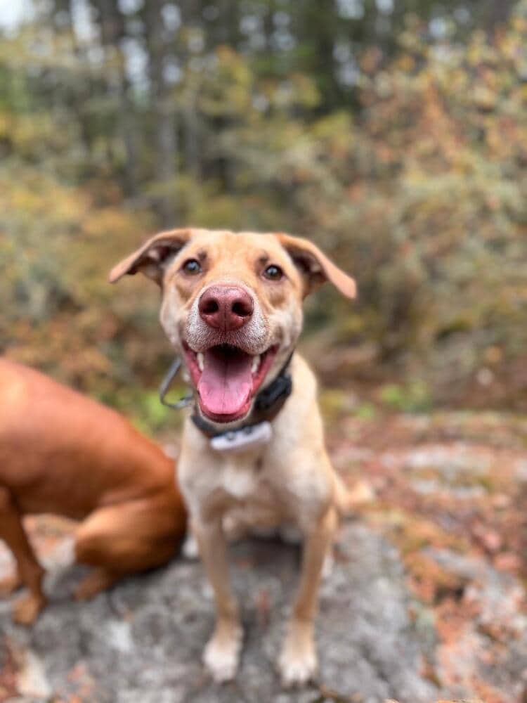 WREN - LOCAL! (Victoria) - Labrador Retriever available for adoption at West Coast Paws Dog Rescue in Vancouver