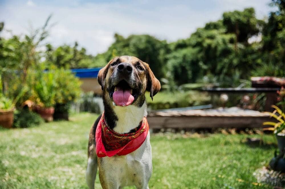 Tobias - Great Dane available for adoption at West Coast Paws Dog Rescue in Vancouver