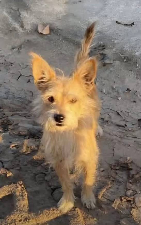 Boby - Terriers (Small) available for adoption
