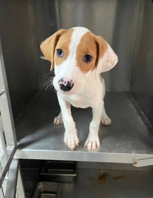 Carly - Jack Russell Terrier available for adoption at Loved at Last Dog Rescue in Vancouver