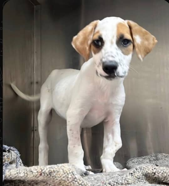 Ammy - Jack Russell Terrier available for adoption