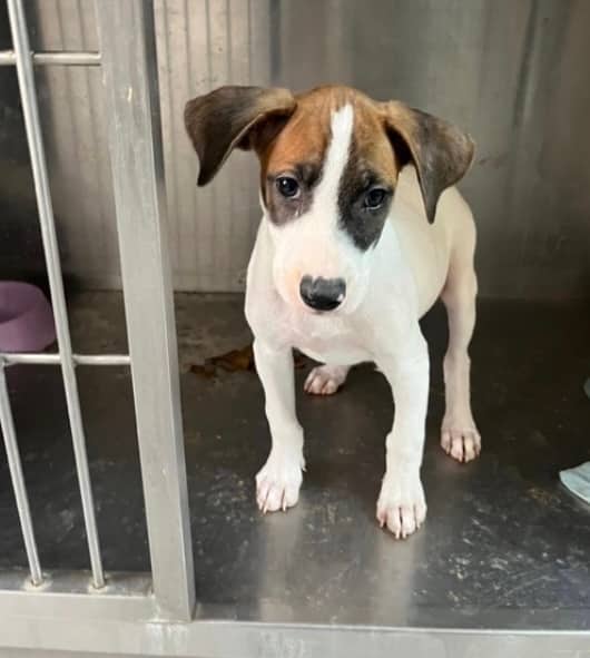 Cassie - Jack Russell Terrier available for adoption at Loved at Last Dog Rescue in Vancouver
