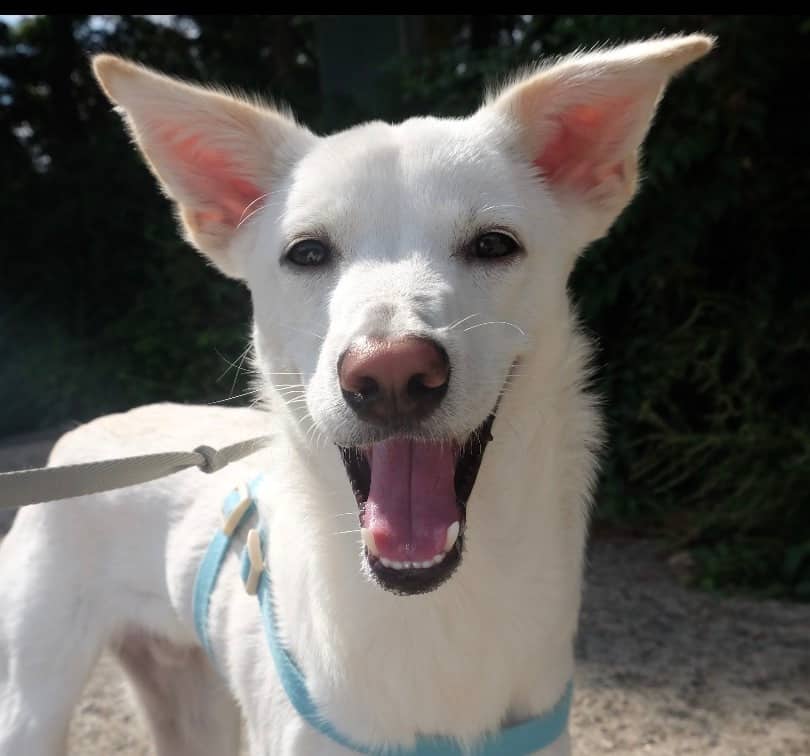 Linus - Jindo available for adoption at Loved at Last Dog Rescue in Vancouver