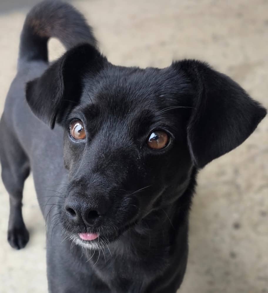 Cordelia - Dachshund available for adoption at Loved at Last Dog Rescue in Vancouver
