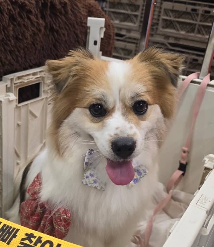 Dolce - Papillon / Spitz (Unknown Type, Small) available for adoption at Loved at Last Dog Rescue in Vancouver