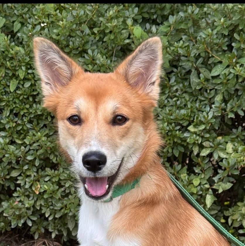 Tiramisu - Jindo available for adoption