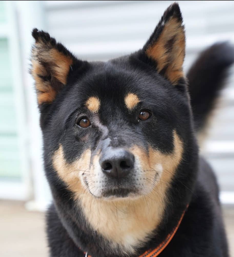 Titan - Jindo / Shepherds (All Types) available for adoption at Loved at Last Dog Rescue in Vancouver