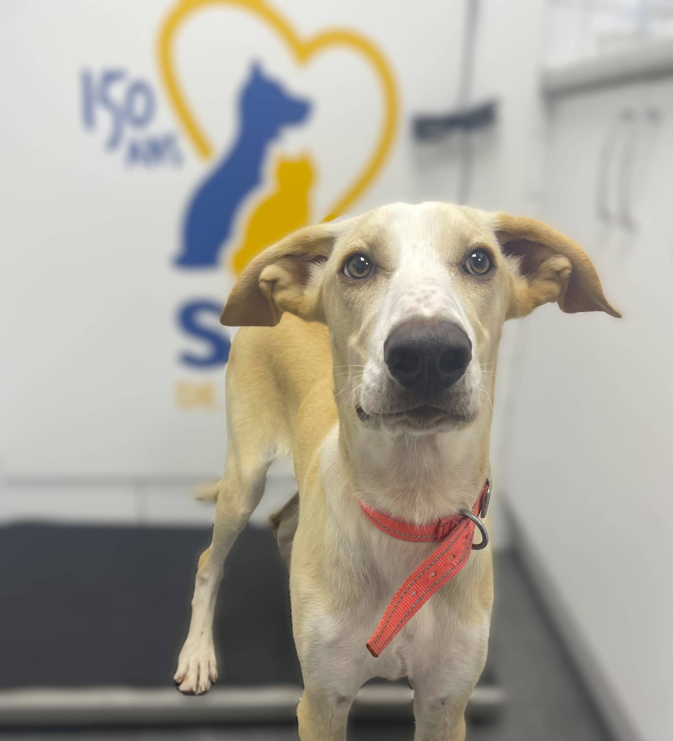 Simba - Mixed Breed available for adoption at SPA de Québec in Quebec City