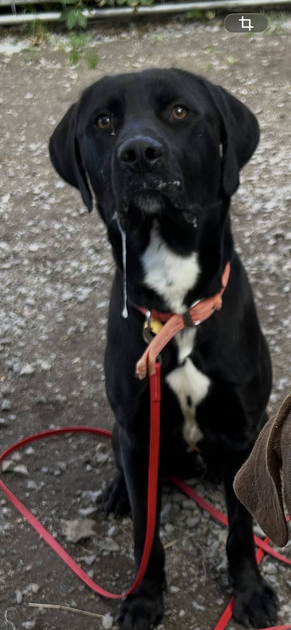 Wyatt - Labrador Retriever available for adoption