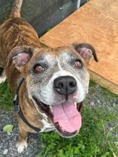 Lexi - Boxer available for adoption