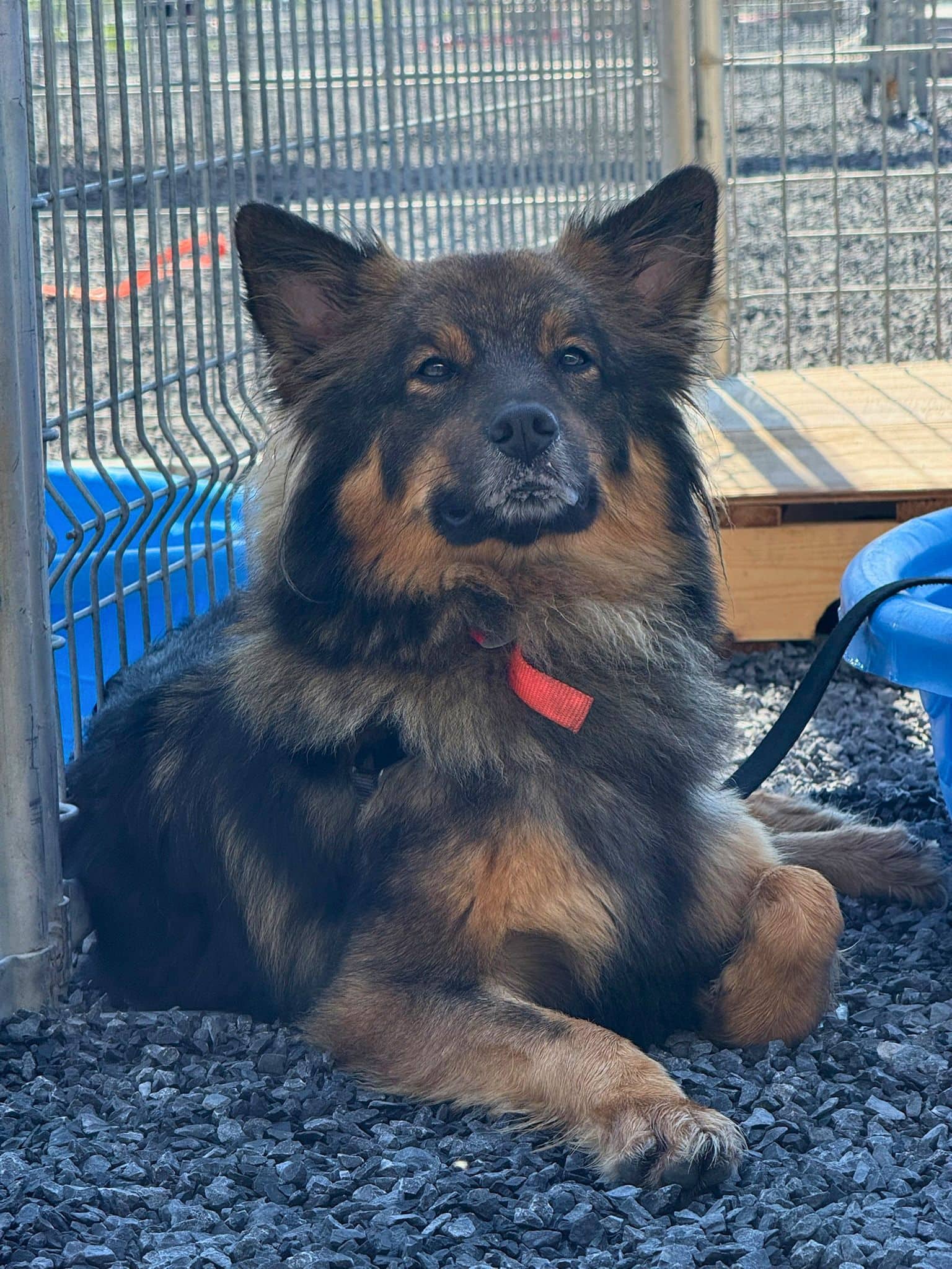 Judy - Mixed Breed available for adoption at SPA de Québec in Quebec City