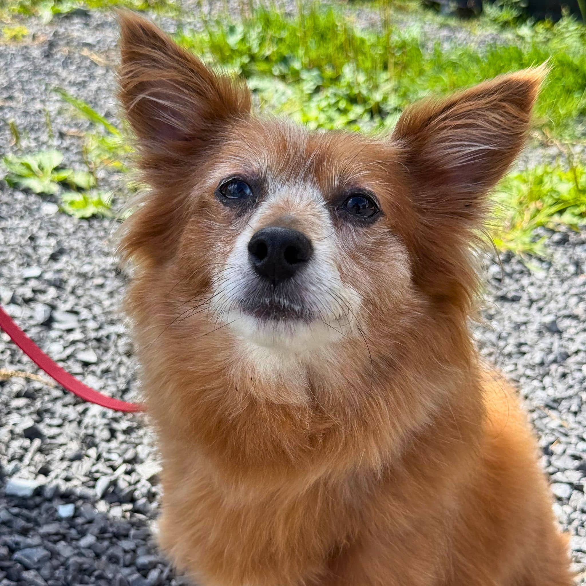 Focus - Poméranien available for adoption
