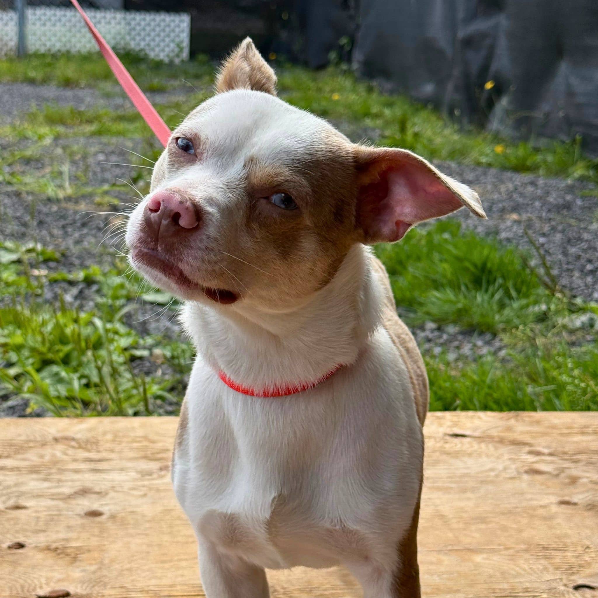 Django - Chihuahua available for adoption