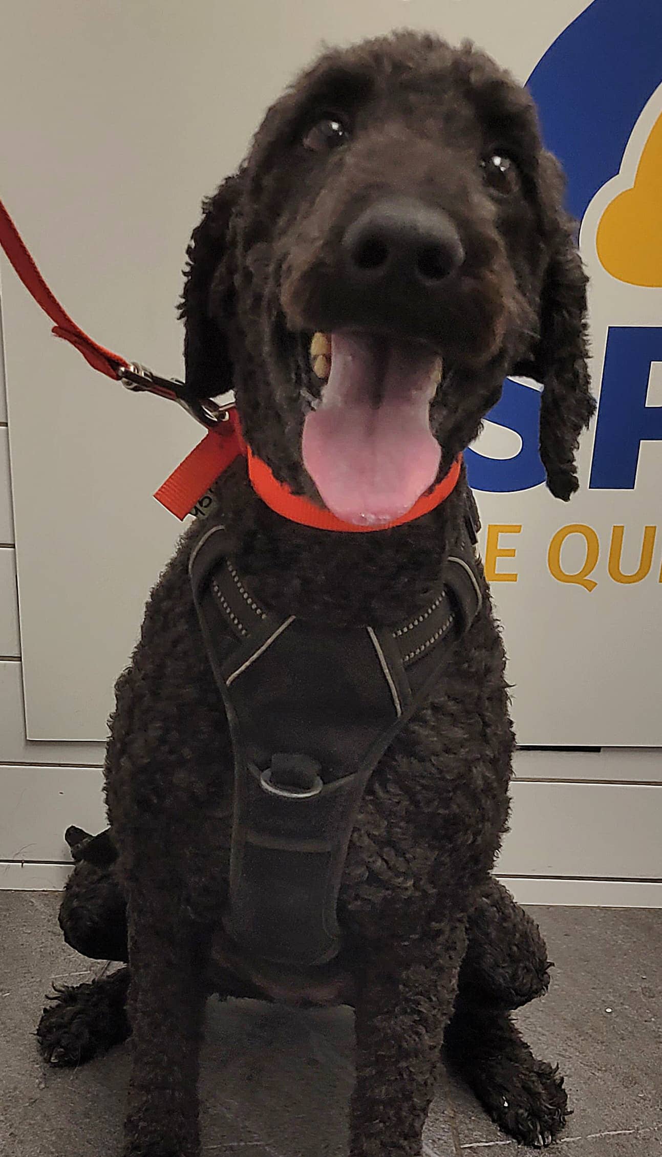 Laika - Poodle available for adoption
