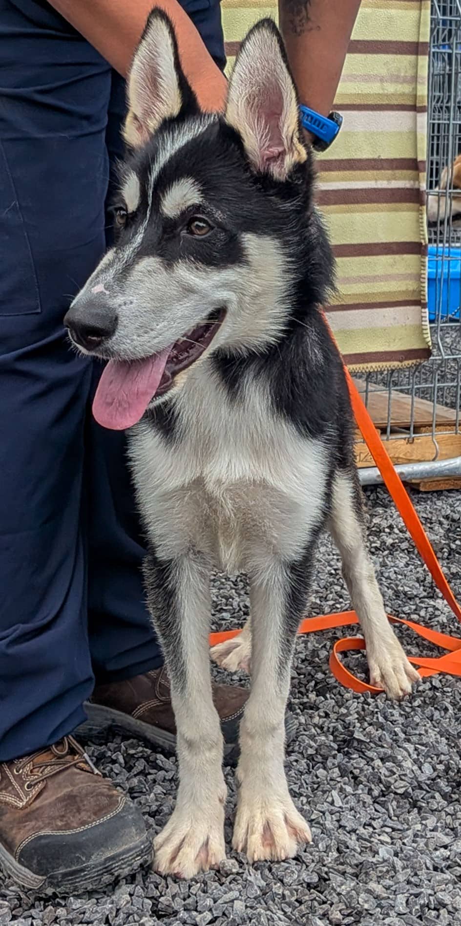 Pyra - Husky available for adoption
