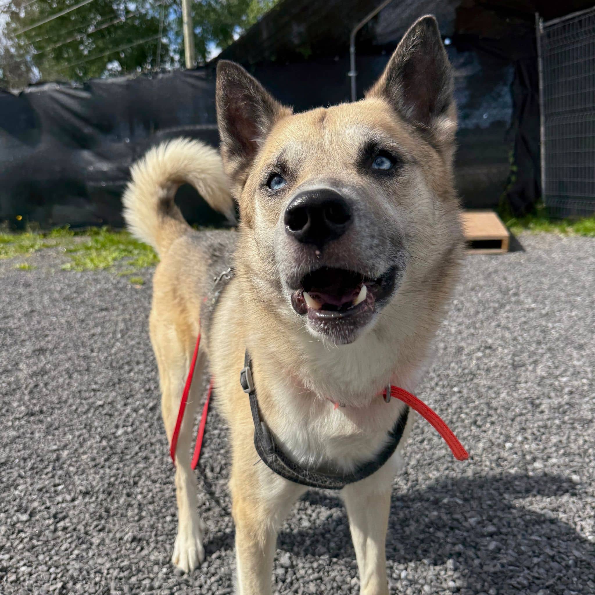 Fred - German Shepherd available for adoption
