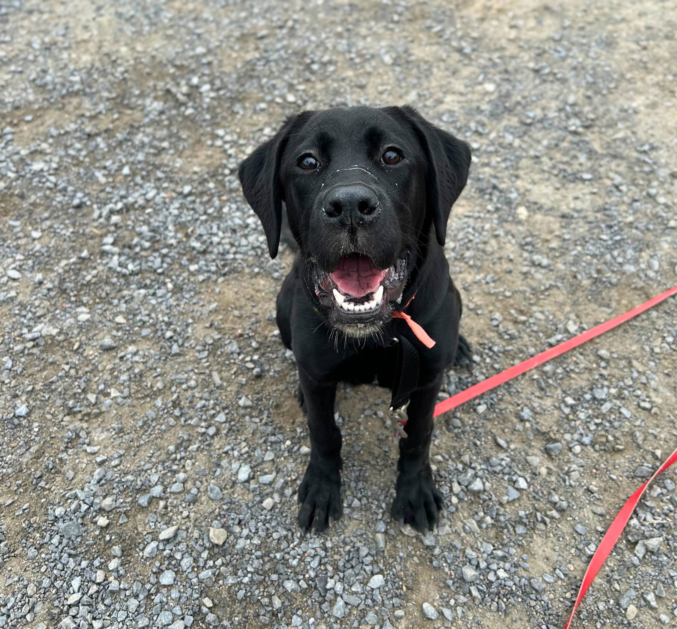 Lilou - Labrador Retriever available for adoption at SPA de Québec in Quebec City