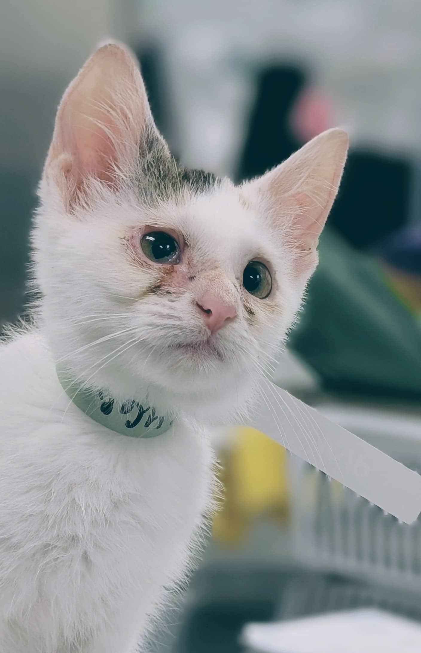 Safran - Domestic Shorthair available for adoption