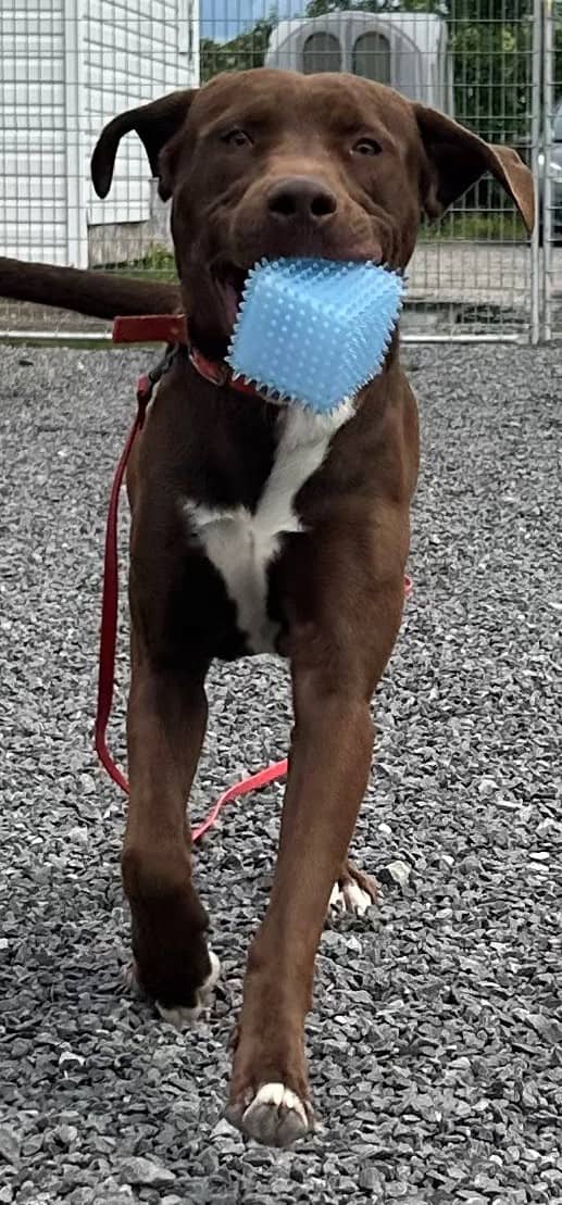 Prince - Labrador Retriever available for adoption