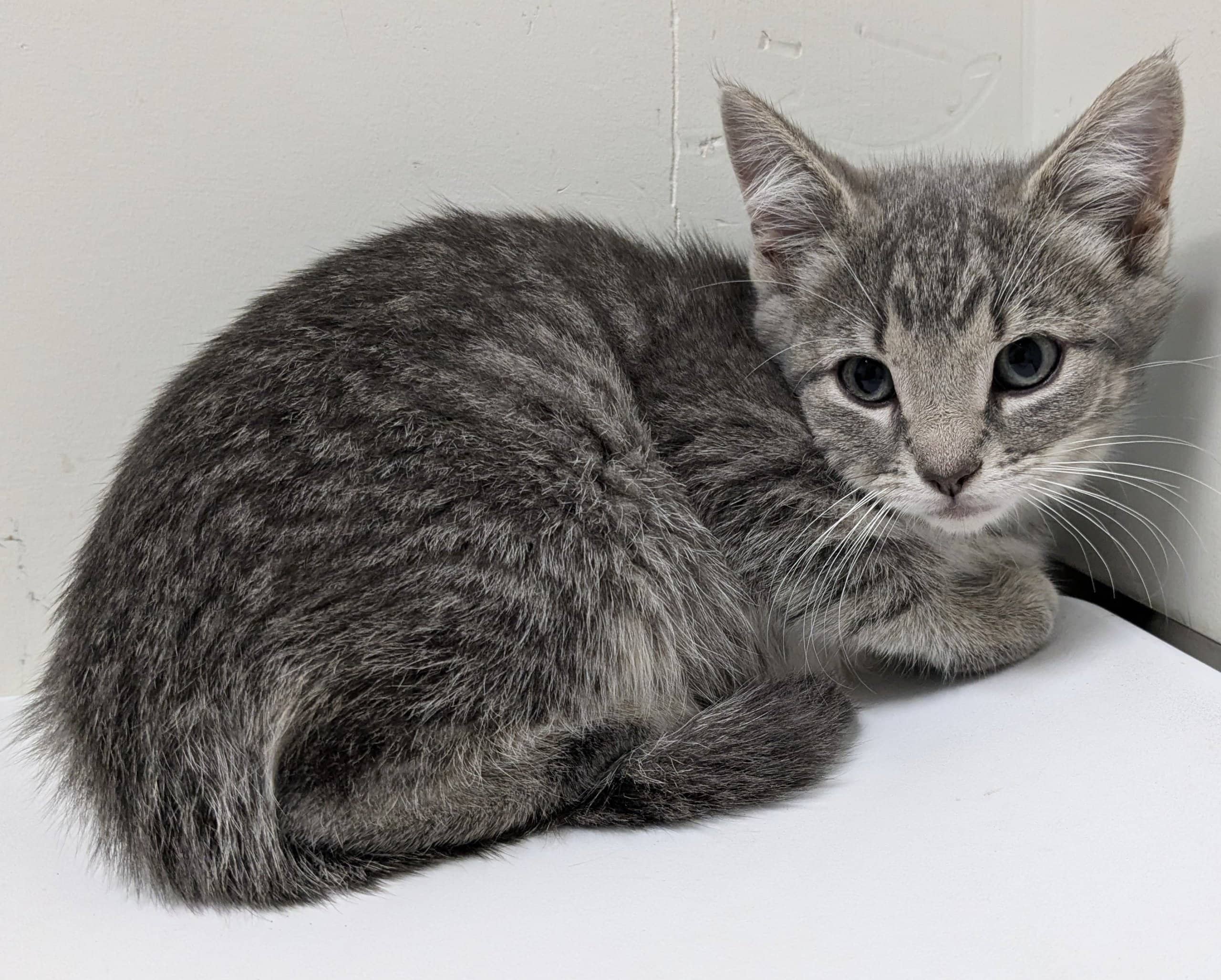 Square-Victoria - Domestic Shorthair available for adoption