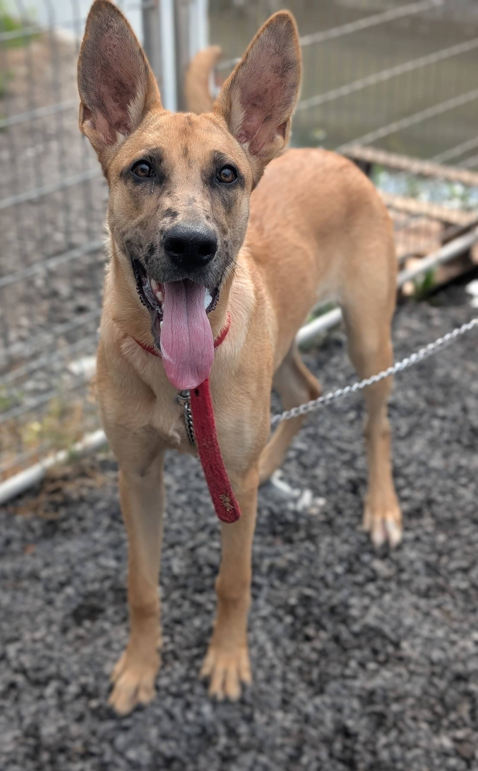 Curly - Grand danois available for adoption at SPA de Québec in Quebec City
