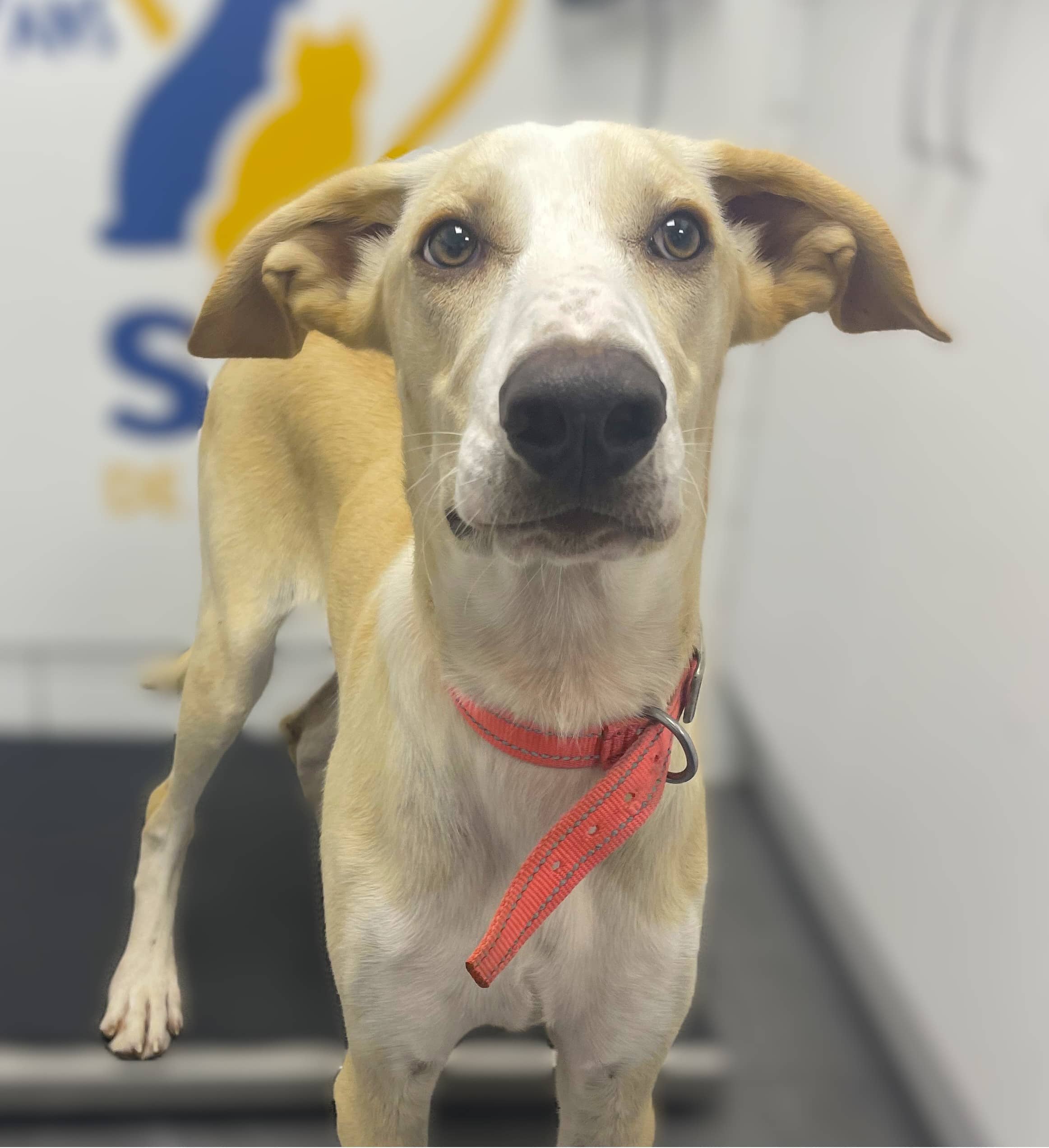 Simba - Mixed Breed available for adoption