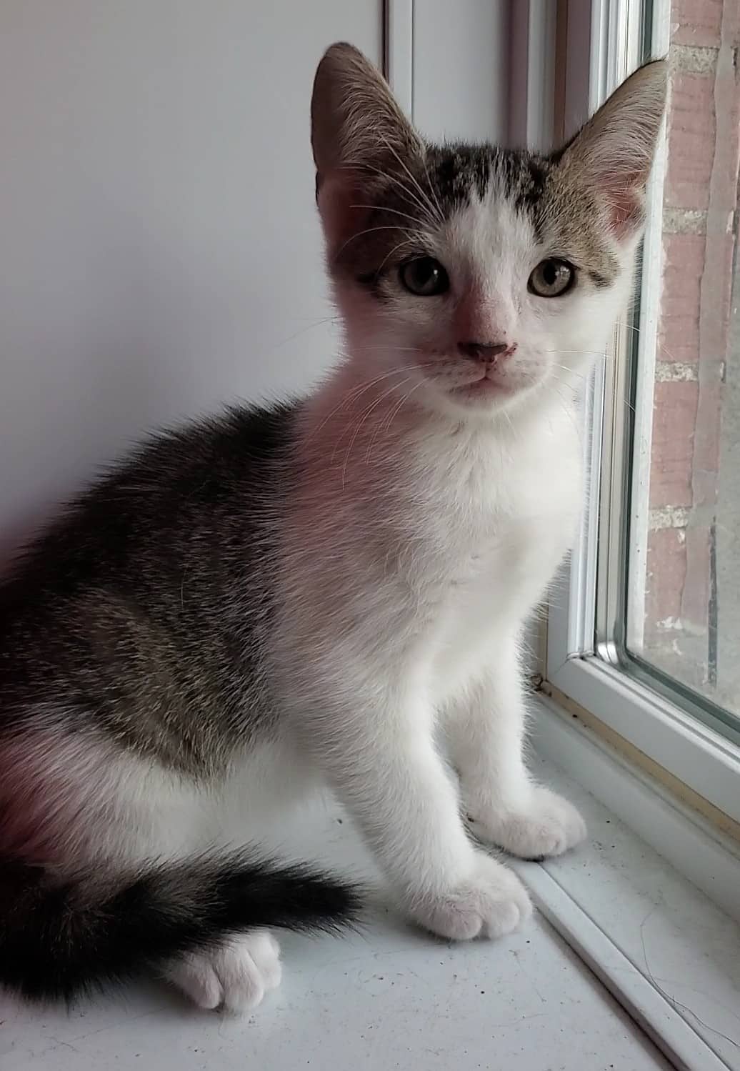 MacLeod - Domestic Shorthair cat available for adoption at SPA de Québec in Quebec City