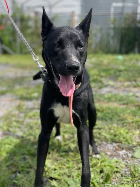 Timmins - Mixed Breed available for adoption at SPA de Québec in Quebec City