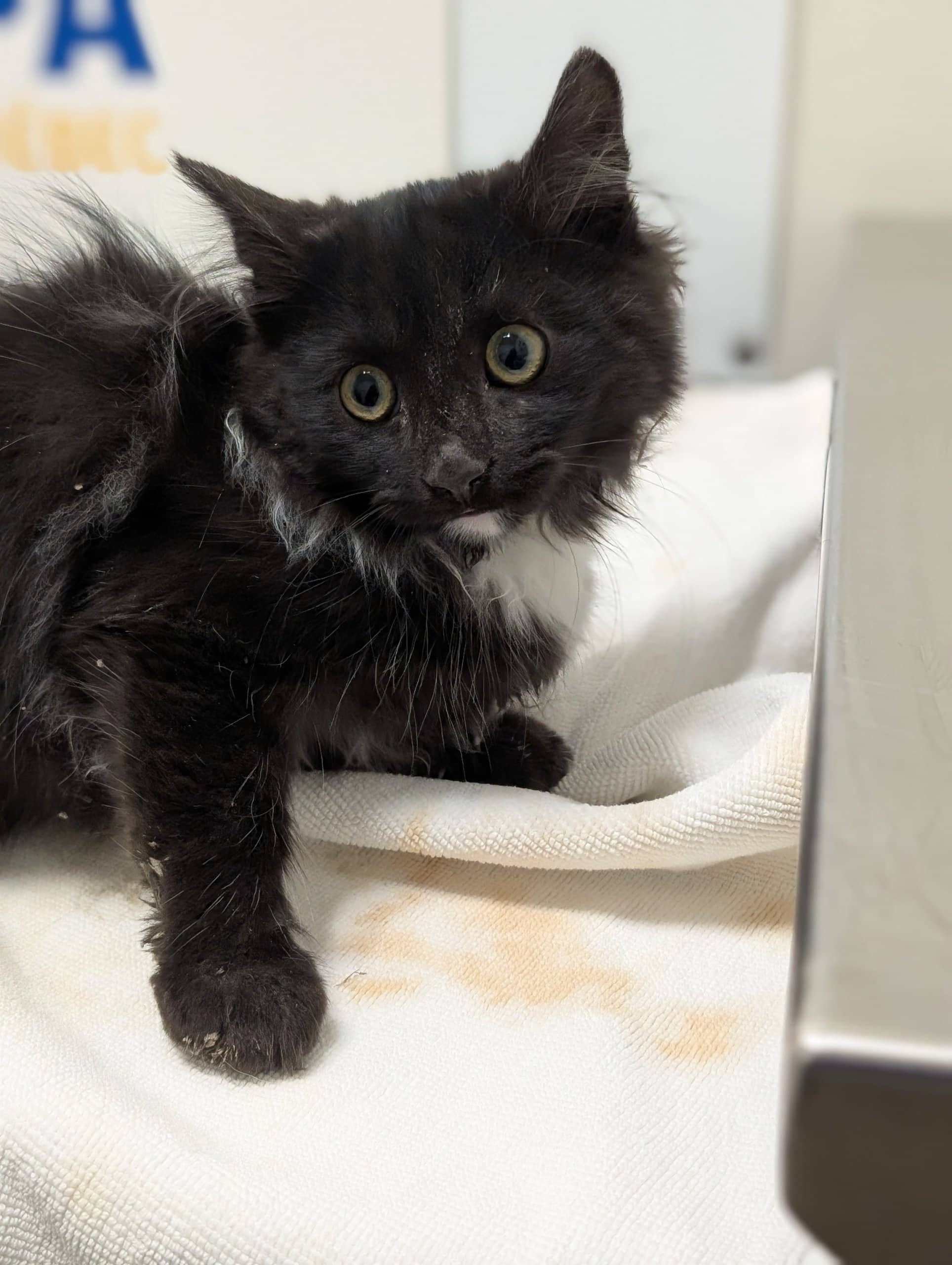 Daphné - Domestic Shorthair cat available for adoption at SPA de Québec in Quebec City