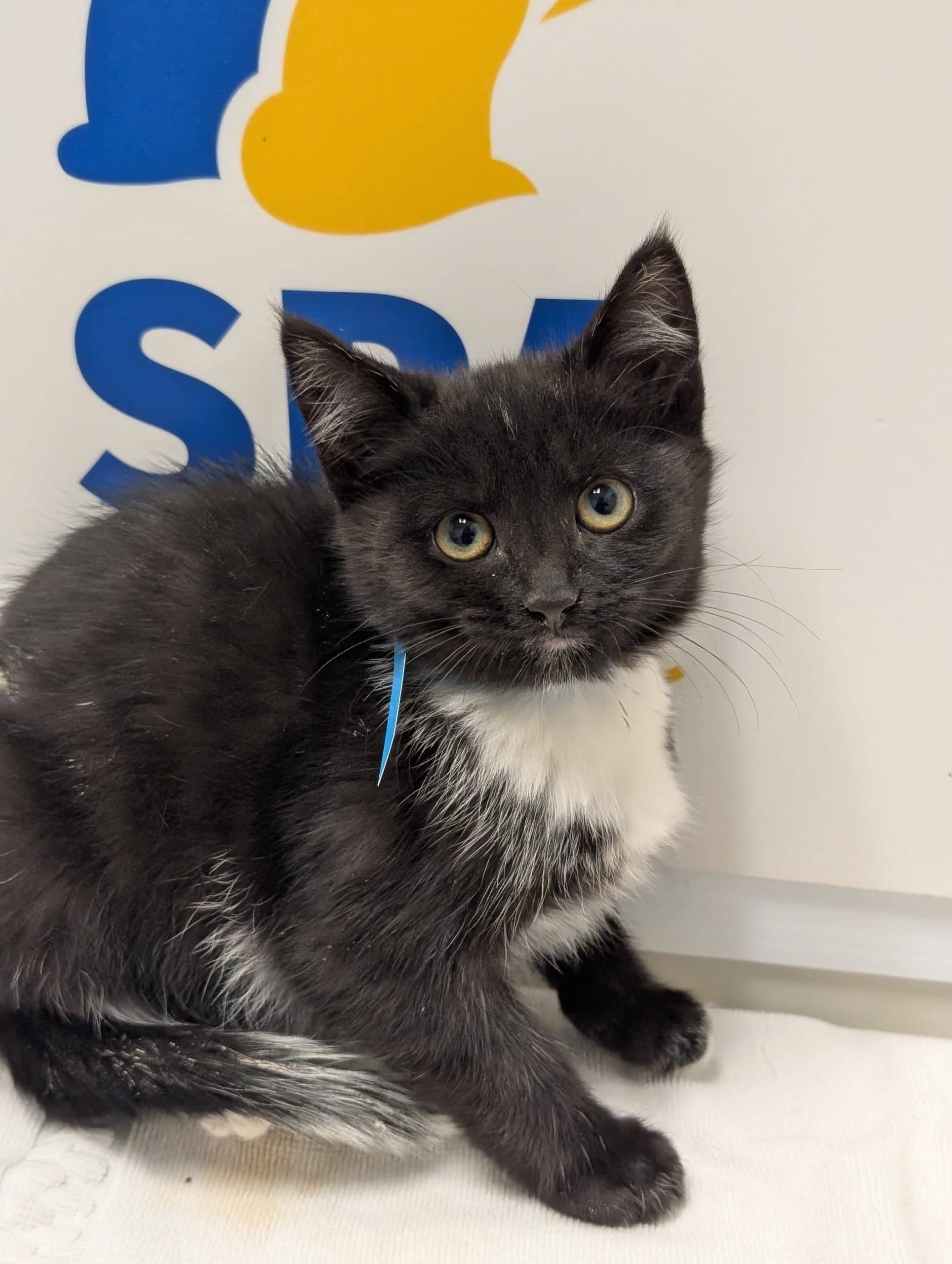 Fred - Domestic Shorthair cat available for adoption at SPA de Québec in Quebec City