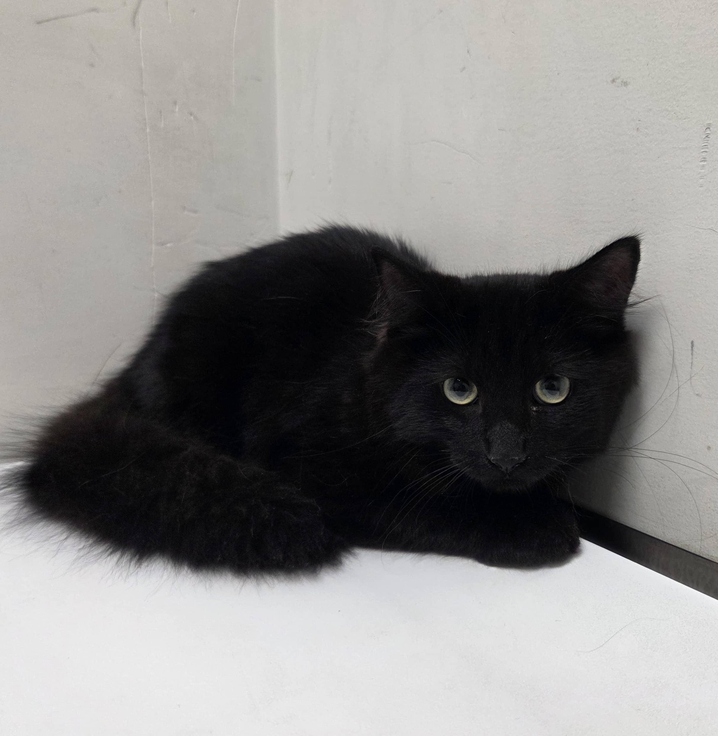 Starflight - Domestic Shorthair cat available for adoption at SPA de Québec in Quebec City