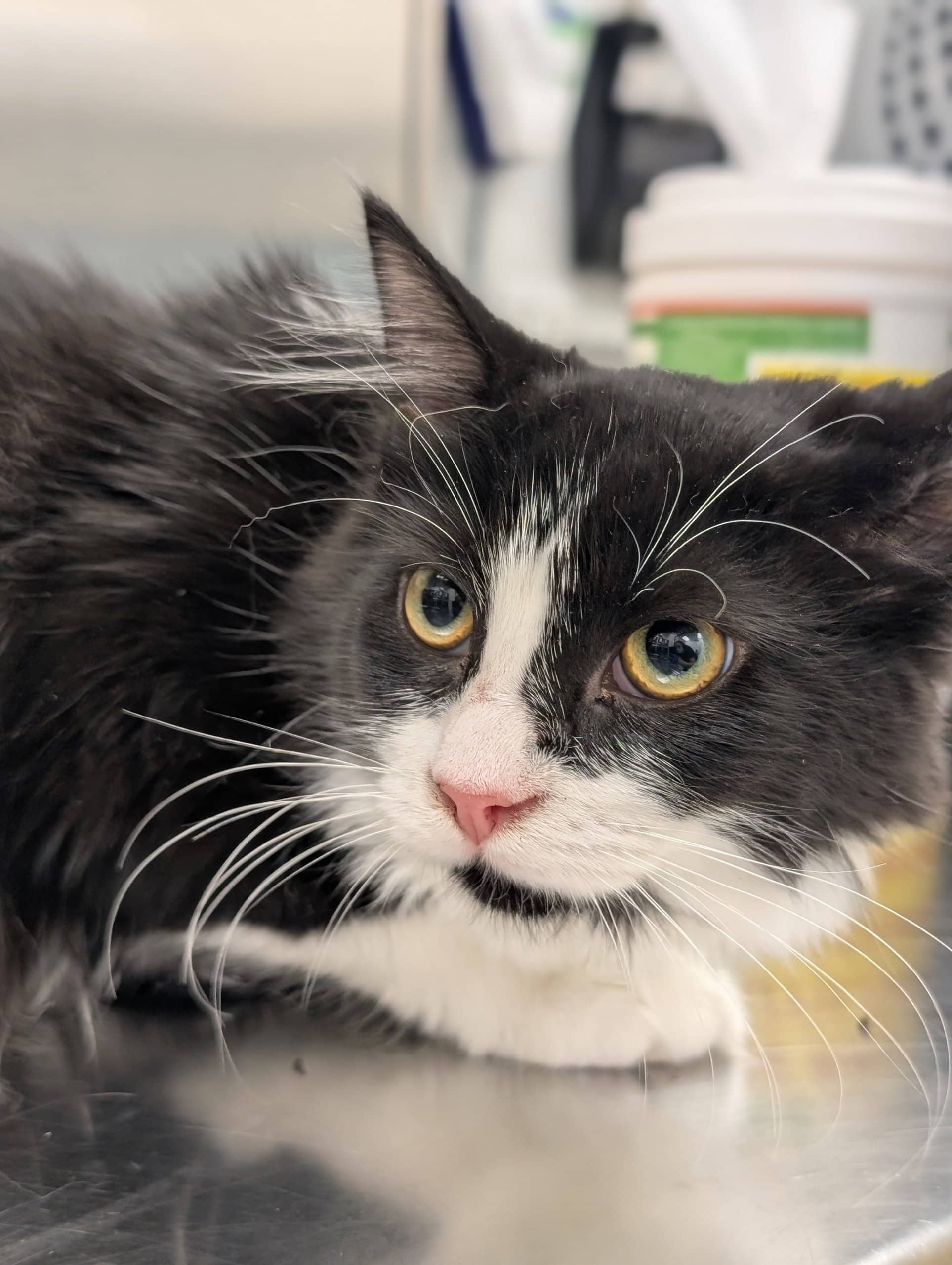 Lunette - Domestic Shorthair cat available for adoption at SPA de Québec in Quebec City