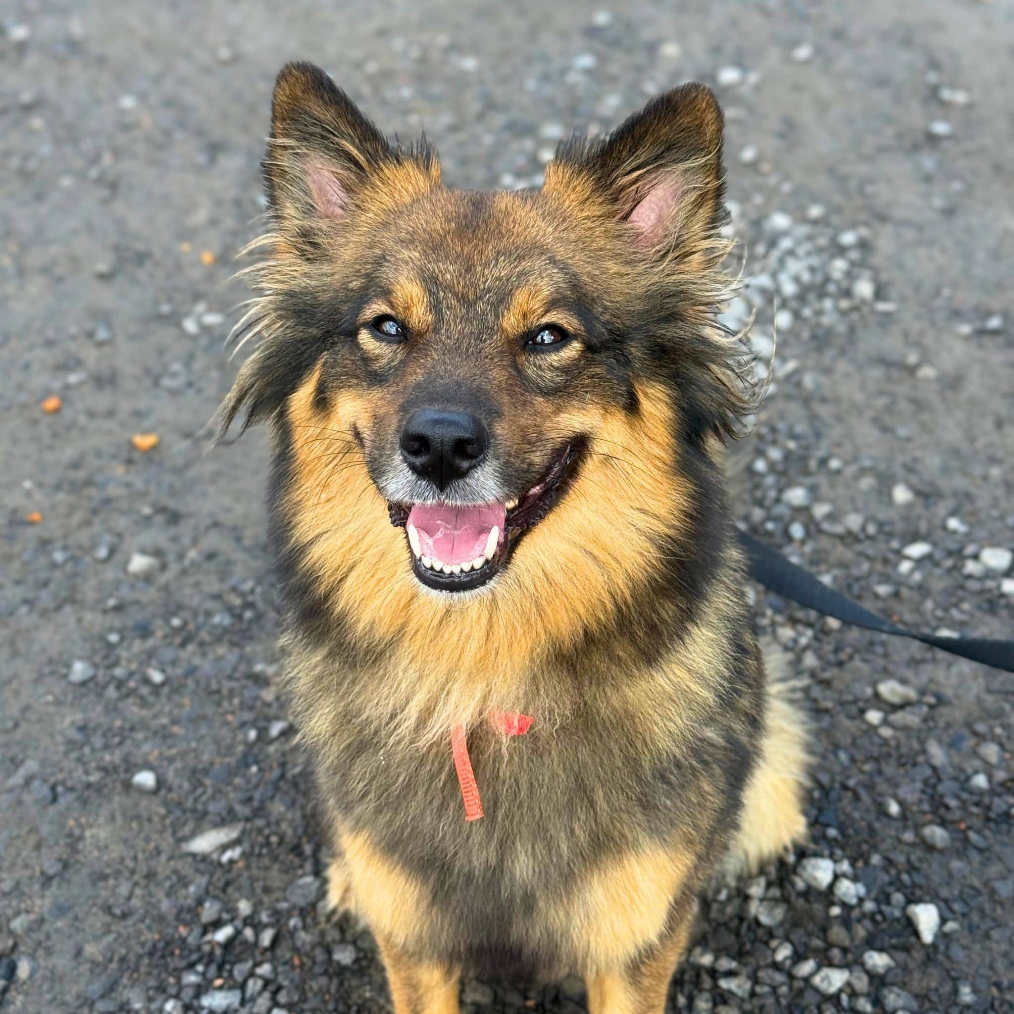 Judy - Mixed Breed available for adoption at SPA de Québec in Quebec City