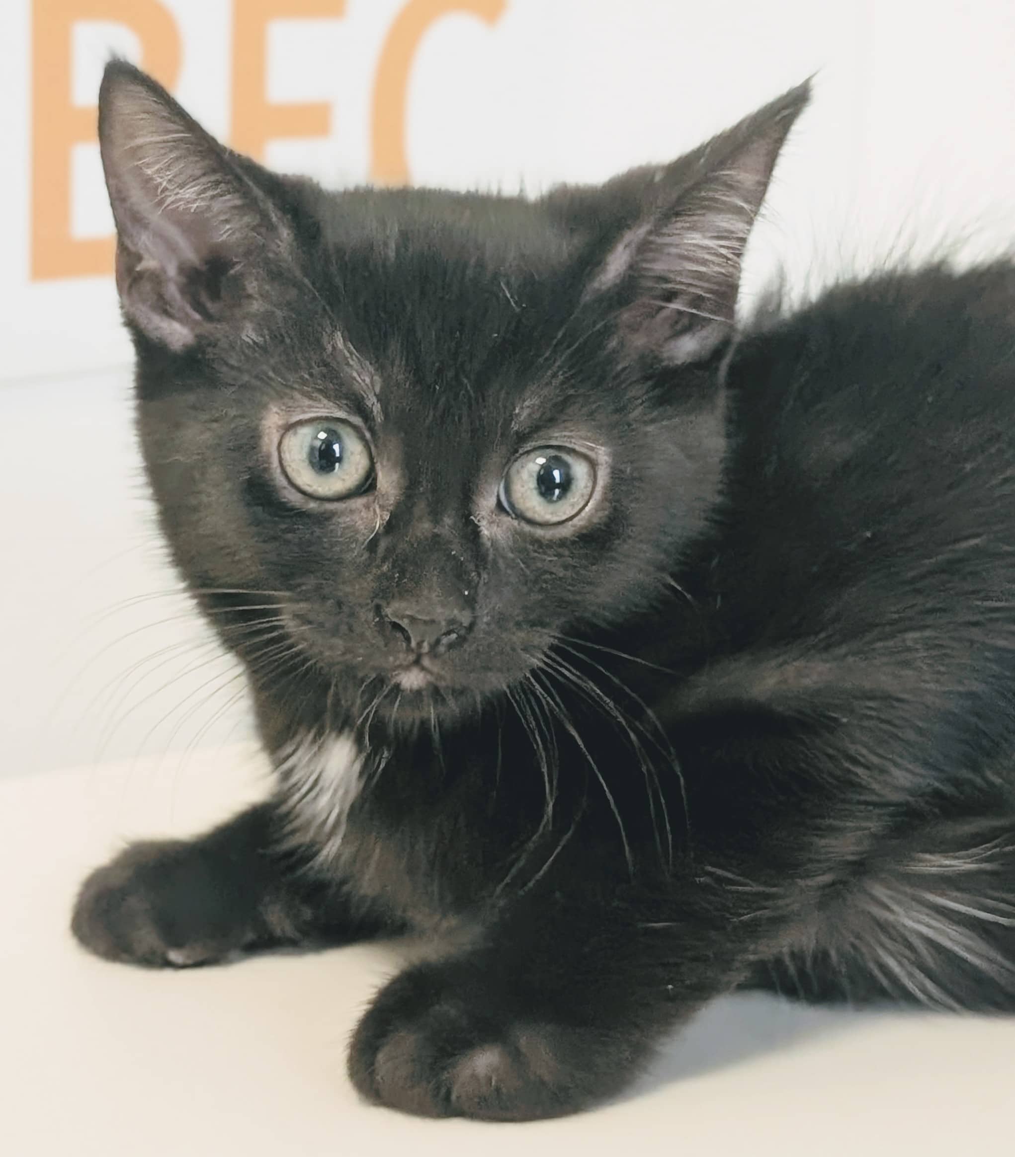 Wellan - Domestic Shorthair cat available for adoption at SPA de Québec in Quebec City